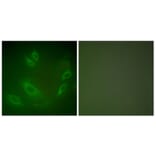 Immunofluorescence - Anti-HSP105 Antibody (C0231) - Antibodies.com