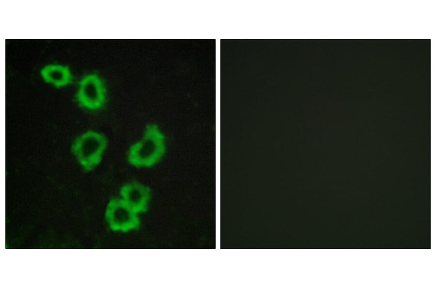 Immunofluorescence - Anti-GPR176 Antibody (G115) - Antibodies.com