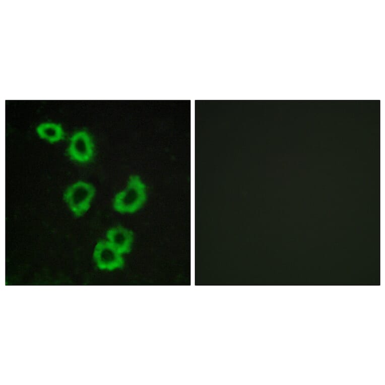 Immunofluorescence - Anti-GPR176 Antibody (G115) - Antibodies.com