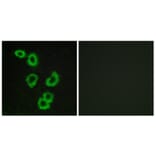 Immunofluorescence - Anti-GPR176 Antibody (G115) - Antibodies.com