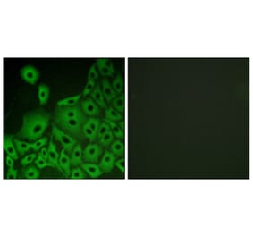 Immunofluorescence - Anti-GPR153 Antibody (G304) - Antibodies.com