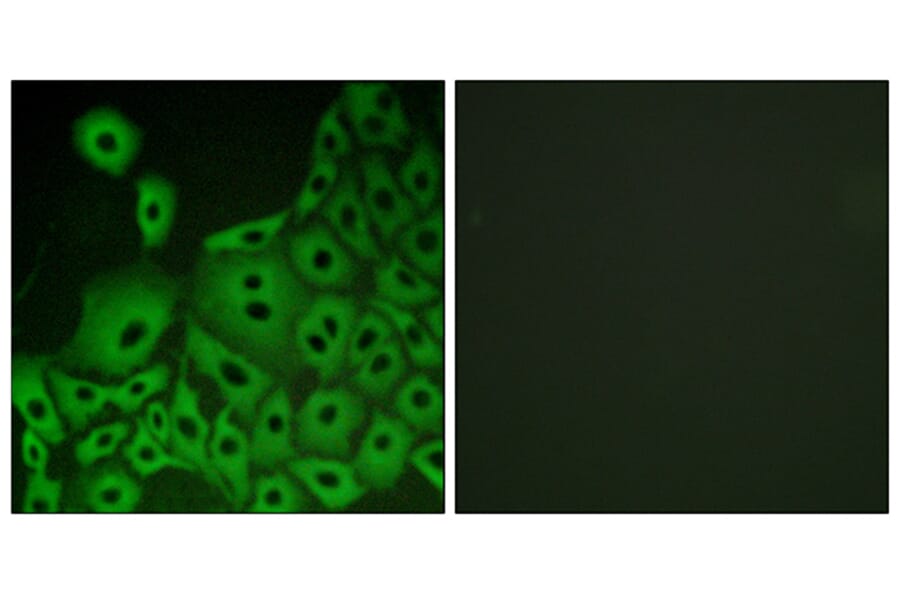 Immunofluorescence - Anti-GPR153 Antibody (G304) - Antibodies.com