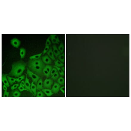 Immunofluorescence - Anti-GPR153 Antibody (G304) - Antibodies.com