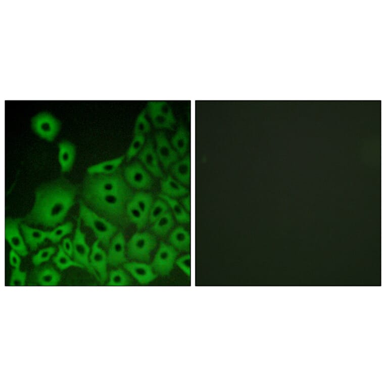 Immunofluorescence - Anti-GPR153 Antibody (G304) - Antibodies.com