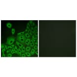 Immunofluorescence - Anti-GPR153 Antibody (G304) - Antibodies.com