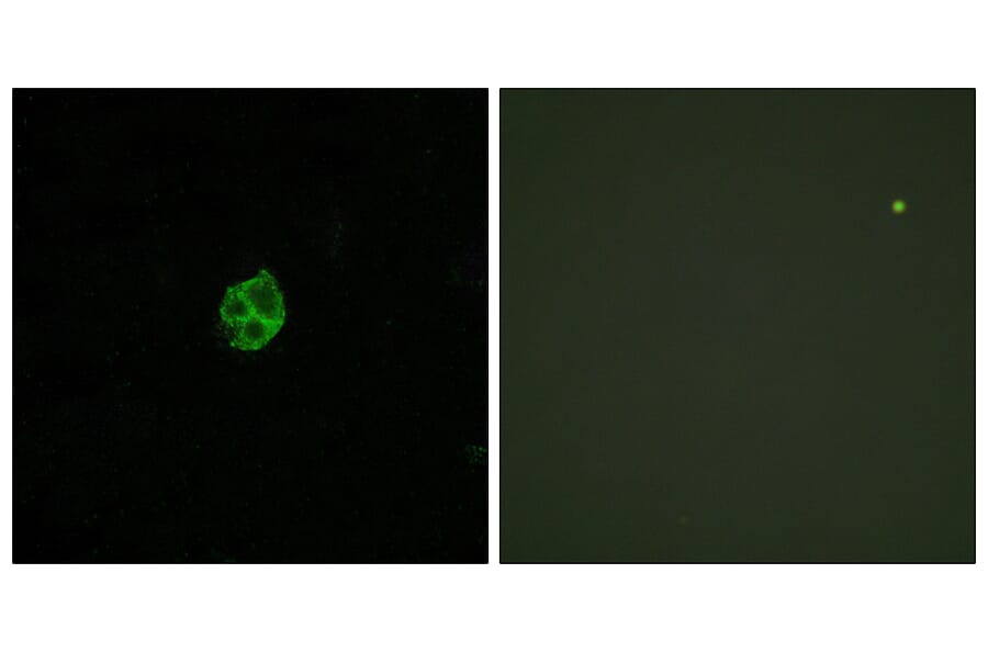 Immunofluorescence - Anti-GPR151 Antibody (G302) - Antibodies.com
