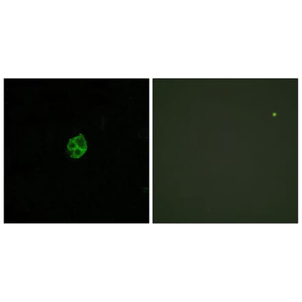 Immunofluorescence - Anti-GPR151 Antibody (G302) - Antibodies.com
