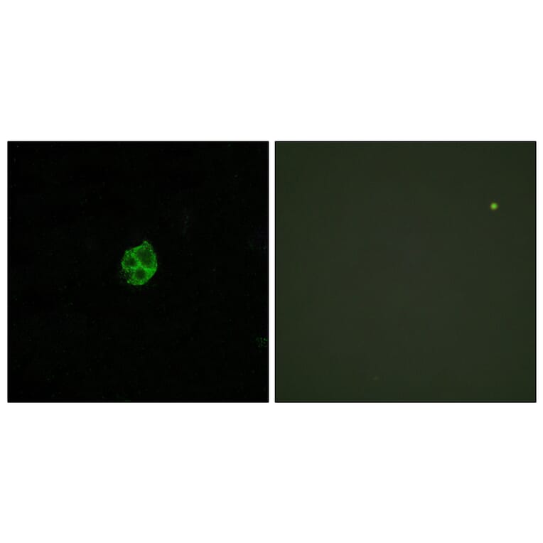 Immunofluorescence - Anti-GPR151 Antibody (G302) - Antibodies.com