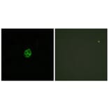 Immunofluorescence - Anti-GPR151 Antibody (G302) - Antibodies.com