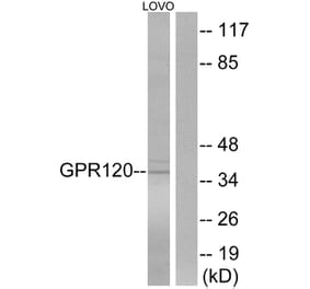 Western Blot - Anti-GPR120 Antibody (G127) - Antibodies.com
