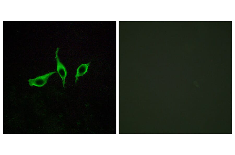 Immunofluorescence - Anti-GPR120 Antibody (G127) - Antibodies.com