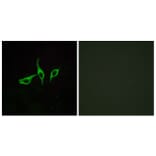 Immunofluorescence - Anti-GPR120 Antibody (G127) - Antibodies.com