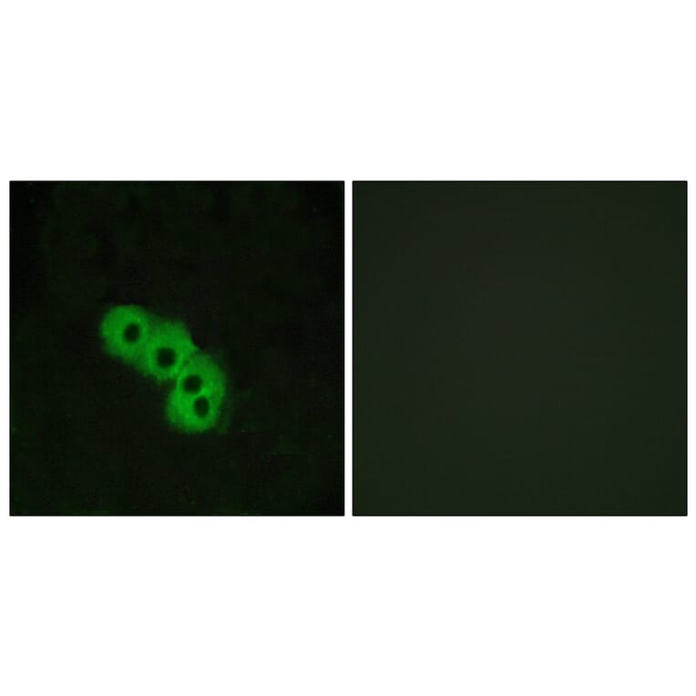 Immunofluorescence - Anti-GPR109 Antibody (G121) - Antibodies.com