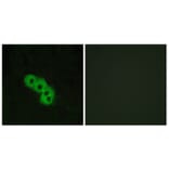 Immunofluorescence - Anti-GPR109 Antibody (G121) - Antibodies.com