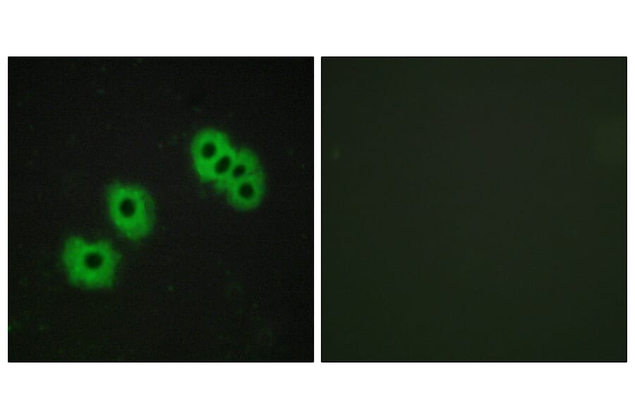 Immunofluorescence - Anti-GPR105 Antibody (G120) - Antibodies.com