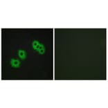 Immunofluorescence - Anti-GPR105 Antibody (G120) - Antibodies.com