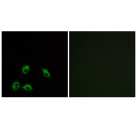 Immunofluorescence - Anti-GPR103 Antibody (G734) - Antibodies.com