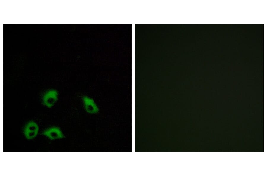 Immunofluorescence - Anti-GPR103 Antibody (G734) - Antibodies.com