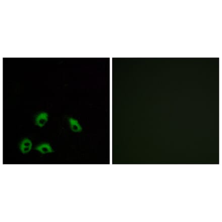 Immunofluorescence - Anti-GPR103 Antibody (G734) - Antibodies.com