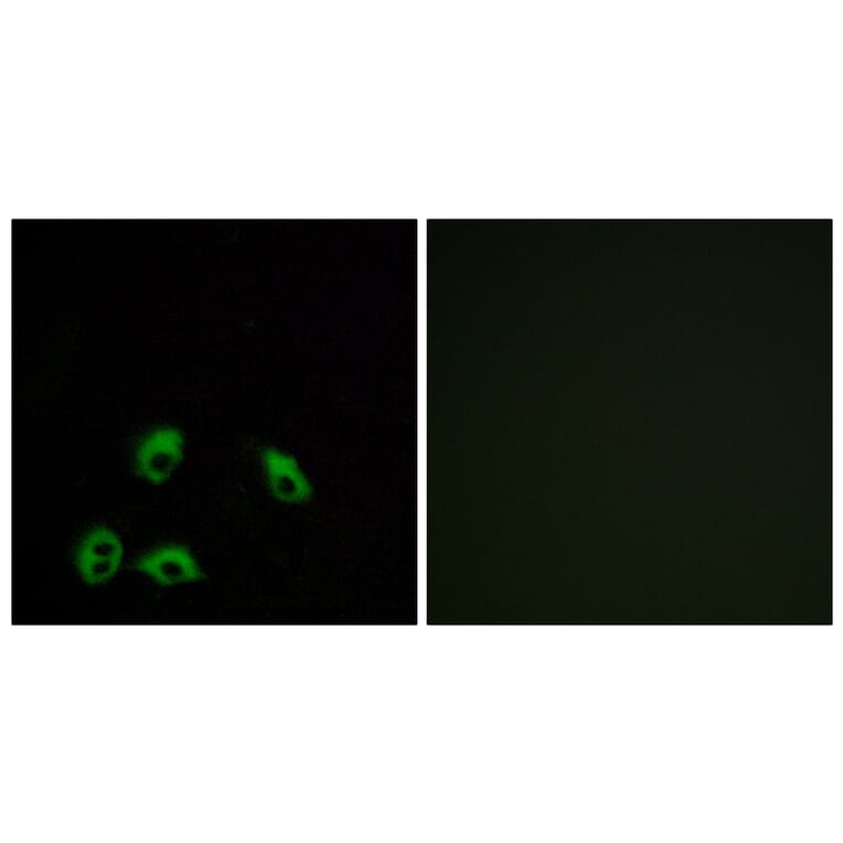 Immunofluorescence - Anti-GPR103 Antibody (G734) - Antibodies.com