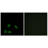 Immunofluorescence - Anti-GPR103 Antibody (G734) - Antibodies.com