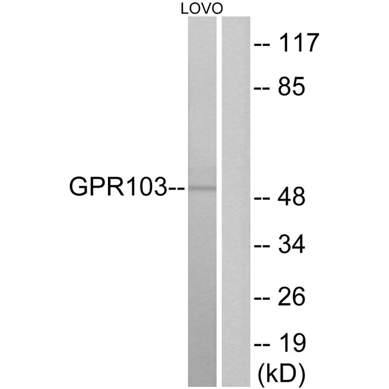 Western Blot - Anti-GPR103 Antibody (G734) - Antibodies.com