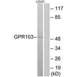 Western Blot - Anti-GPR103 Antibody (G734) - Antibodies.com