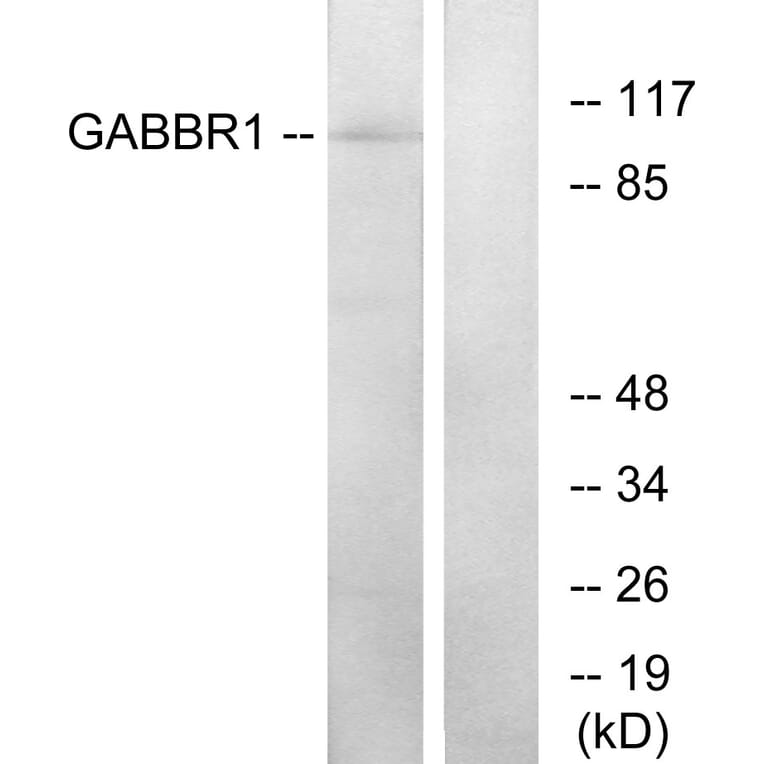 Western Blot - Anti-GABBR1 Antibody (G266) - Antibodies.com