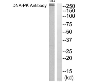 Western Blot - Anti-DNA-PK Antibody (C0174) - Antibodies.com
