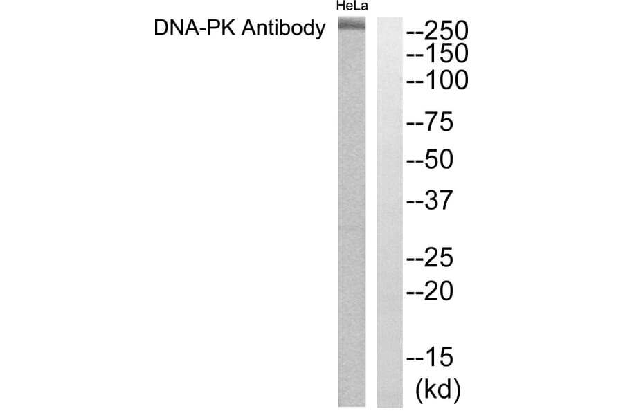 Western Blot - Anti-DNA-PK Antibody (C0174) - Antibodies.com