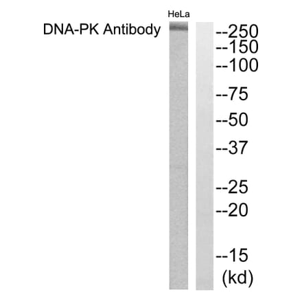 Western Blot - Anti-DNA-PK Antibody (C0174) - Antibodies.com