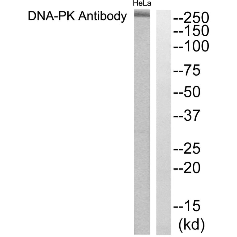 Western Blot - Anti-DNA-PK Antibody (C0174) - Antibodies.com