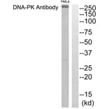 Western Blot - Anti-DNA-PK Antibody (C0174) - Antibodies.com