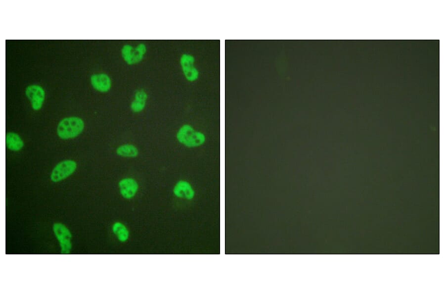 Immunofluorescence - Anti-DNA-PK Antibody (C0174) - Antibodies.com