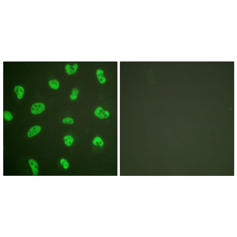 Immunofluorescence - Anti-DNA-PK Antibody (C0174) - Antibodies.com