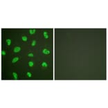 Immunofluorescence - Anti-DNA-PK Antibody (C0174) - Antibodies.com