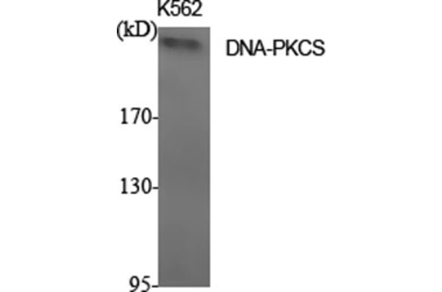 Western Blot - Anti-DNA-PK Antibody (C0174) - Antibodies.com