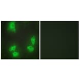 Immunofluorescence - Anti-CDK5R1 Antibody (C11065) - Antibodies.com