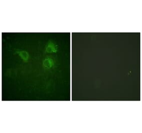 Immunofluorescence - Anti-CDC25B Antibody (B0063) - Antibodies.com