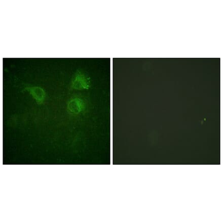 Immunofluorescence - Anti-CDC25B Antibody (B0063) - Antibodies.com