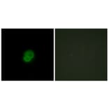 Immunofluorescence - Anti-ARMCX2 Antibody (C11250) - Antibodies.com