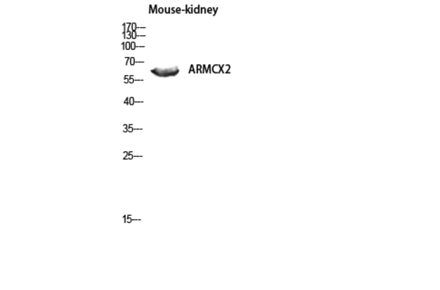 Western Blot - Anti-ARMCX2 Antibody (C11250) - Antibodies.com