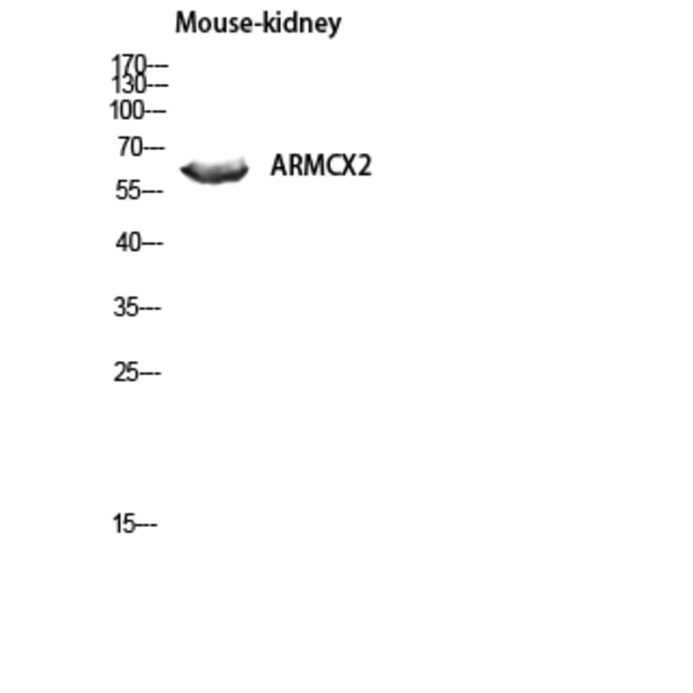 Western Blot - Anti-ARMCX2 Antibody (C11250) - Antibodies.com