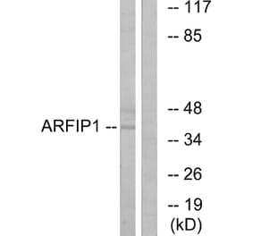 Western Blot - Anti-ARFIP1 Antibody (C14558) - Antibodies.com