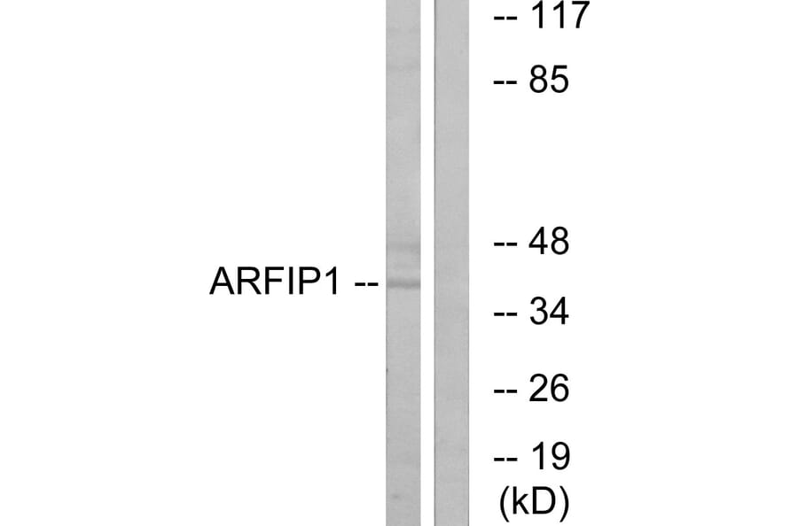 Western Blot - Anti-ARFIP1 Antibody (C14558) - Antibodies.com