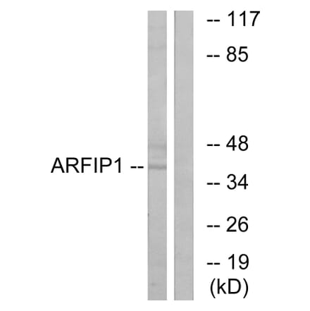 Western Blot - Anti-ARFIP1 Antibody (C14558) - Antibodies.com