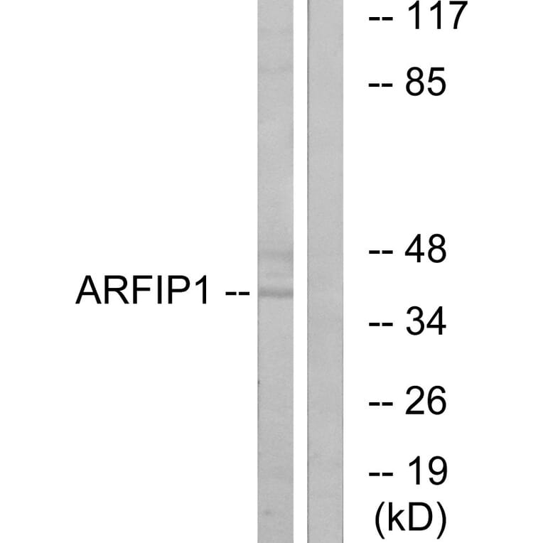 Western Blot - Anti-ARFIP1 Antibody (C14558) - Antibodies.com