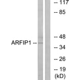 Western Blot - Anti-ARFIP1 Antibody (C14558) - Antibodies.com
