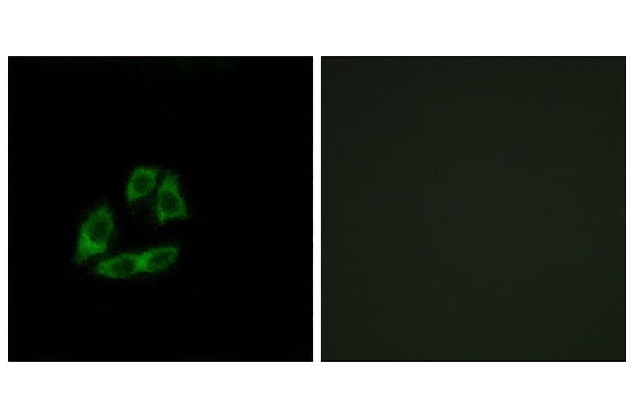 Immunofluorescence - Anti-ARFIP1 Antibody (C14558) - Antibodies.com
