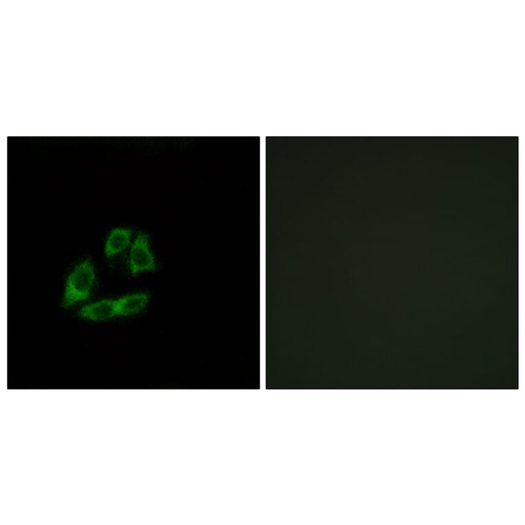 Immunofluorescence - Anti-ARFIP1 Antibody (C14558) - Antibodies.com